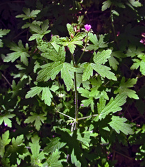 Geranium divaricatum