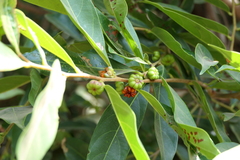 Glochidion hohenackeri