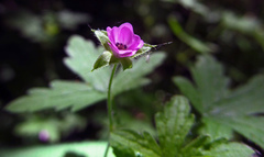 Geranium divaricatum