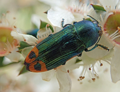 Castiarina ocelligera