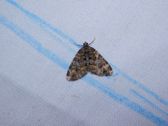 Xanthorhoe fumipennis