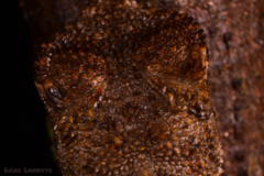 Uranoscodon superciliosus