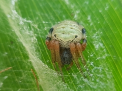 Neoscona rufipalpis