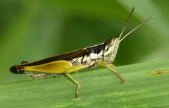 Oxya hyla