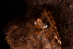 Uranoscodon superciliosus