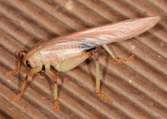 Hyalogryllacris