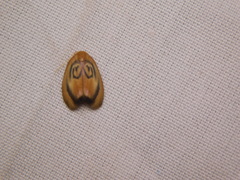 Trischalis subaurana