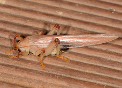 Hyalogryllacris