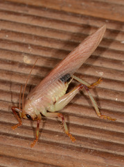 Hyalogryllacris
