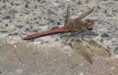 Sympetrum nigrifemur