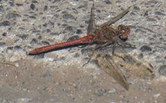Sympetrum nigrifemur