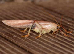 Hyalogryllacris
