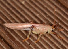 Hyalogryllacris