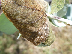 Blastopsylla occidentalis