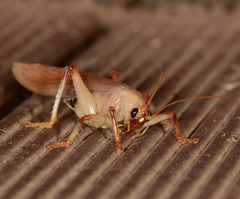 Hyalogryllacris