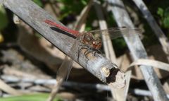 Sympetrum nigrifemur
