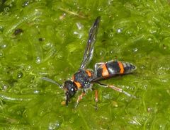 Ancistrocerus haematodes