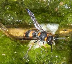 Ancistrocerus haematodes