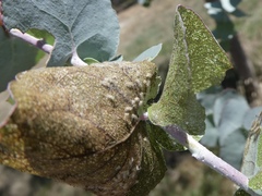 Blastopsylla occidentalis