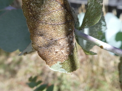 Blastopsylla occidentalis