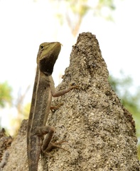 Diporiphora jugularis