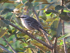 Mimus saturninus