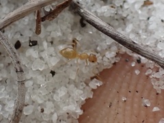 Nylanderia phantasma