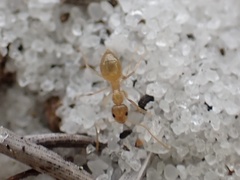 Nylanderia phantasma