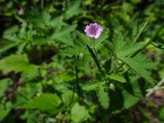 Geranium divaricatum
