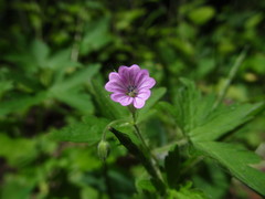 Geranium divaricatum