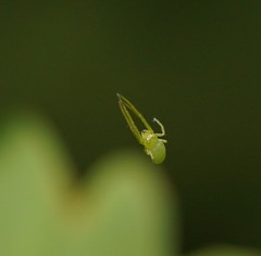 Cetratus rubropunctatus