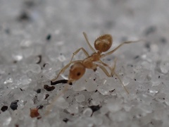 Nylanderia phantasma