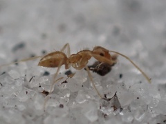 Nylanderia phantasma