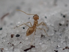 Nylanderia phantasma