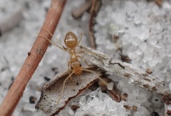 Nylanderia phantasma