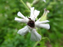 Microbotryum lychnidis-dioicae