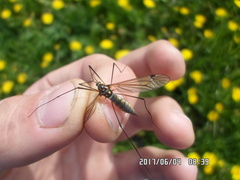 Nephrotoma pratensis