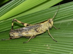 Heteracris guineensis