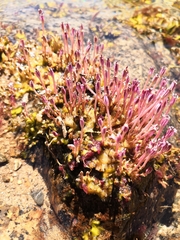 Marathrum plumosum