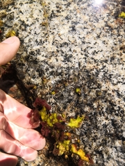 Marathrum plumosum