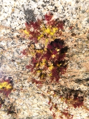 Marathrum plumosum