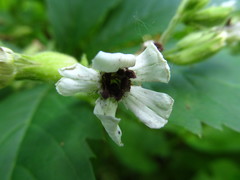 Microbotryum lychnidis-dioicae