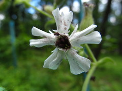 Microbotryum lychnidis-dioicae