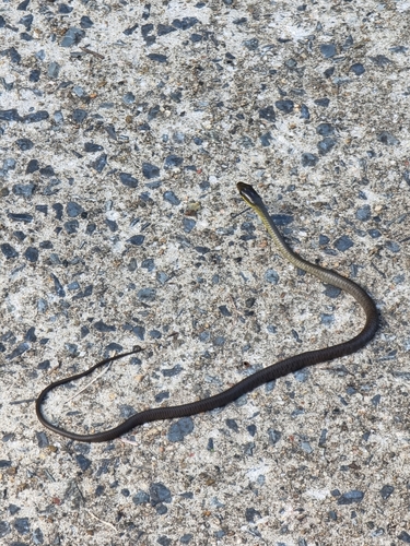Common Tree Snake sighting