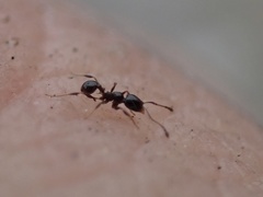 Pheidole adrianoi