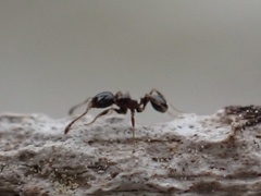 Pheidole adrianoi