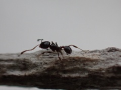 Pheidole adrianoi