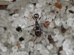 Pheidole adrianoi
