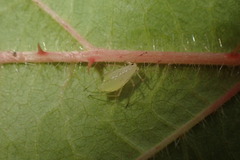 Aphis ruborum
