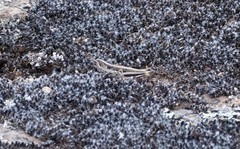 Macrotona securiformis